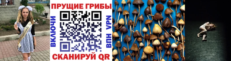 Псилоцибиновые грибы Cubensis  Балабаново 